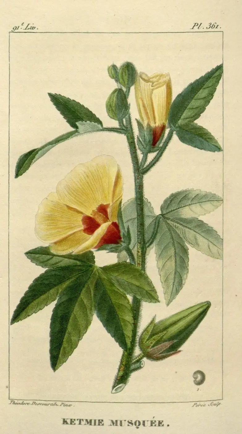 Ambrette Seed CO2 Extract — reference photograph