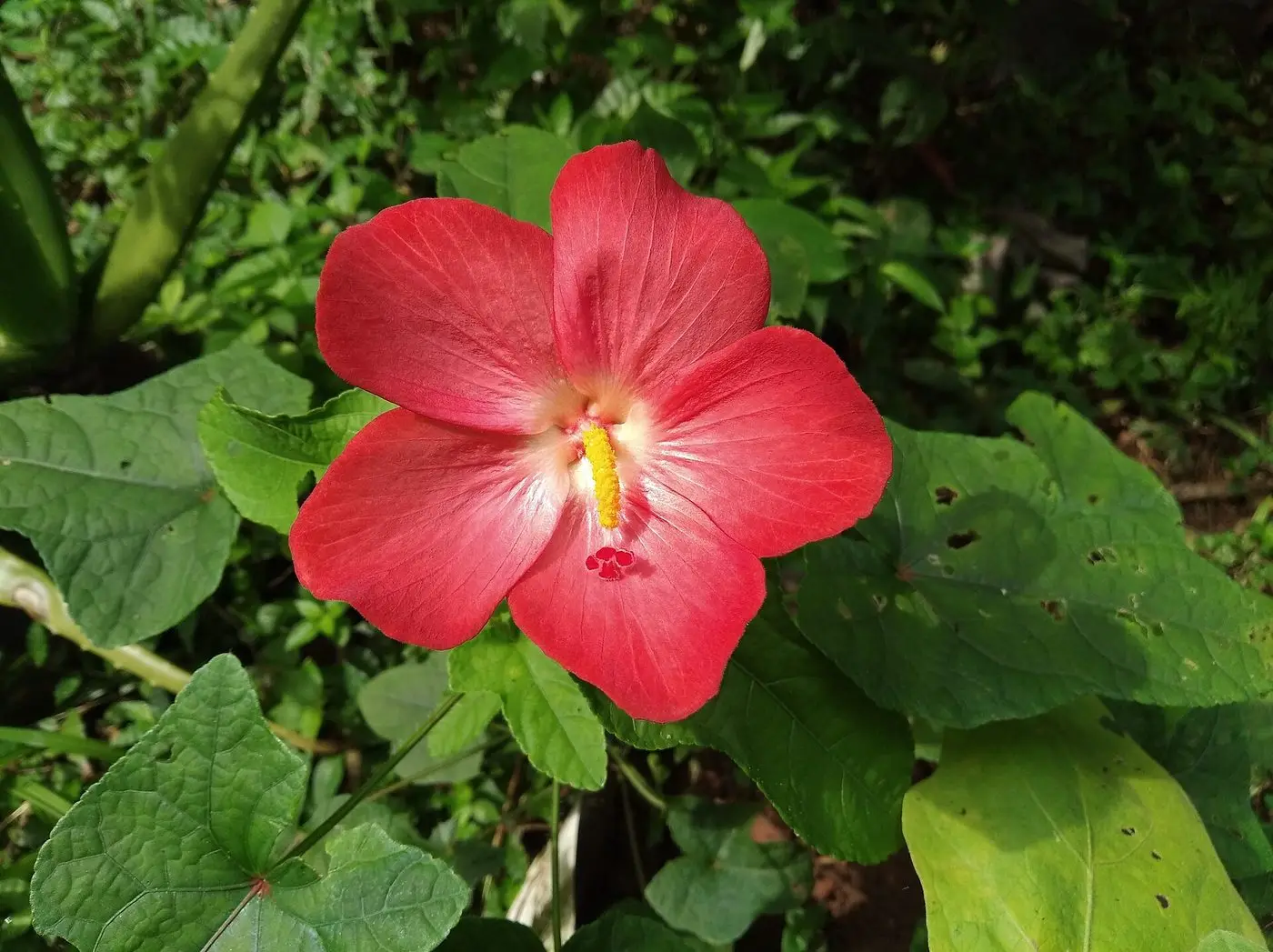 Abelmoschus Moschatus Flower 20220925 094502