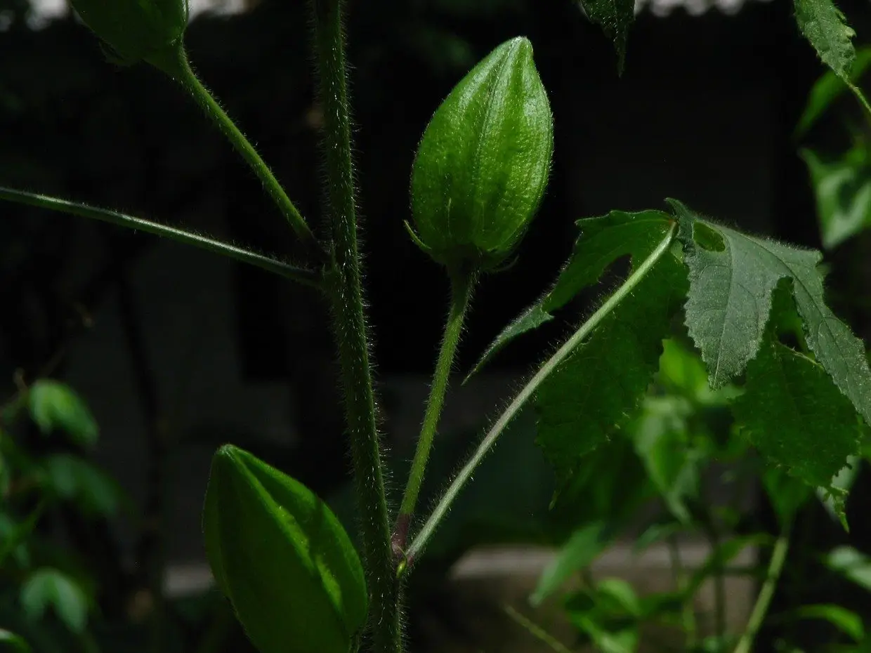 Abelmoschus moschatus 1