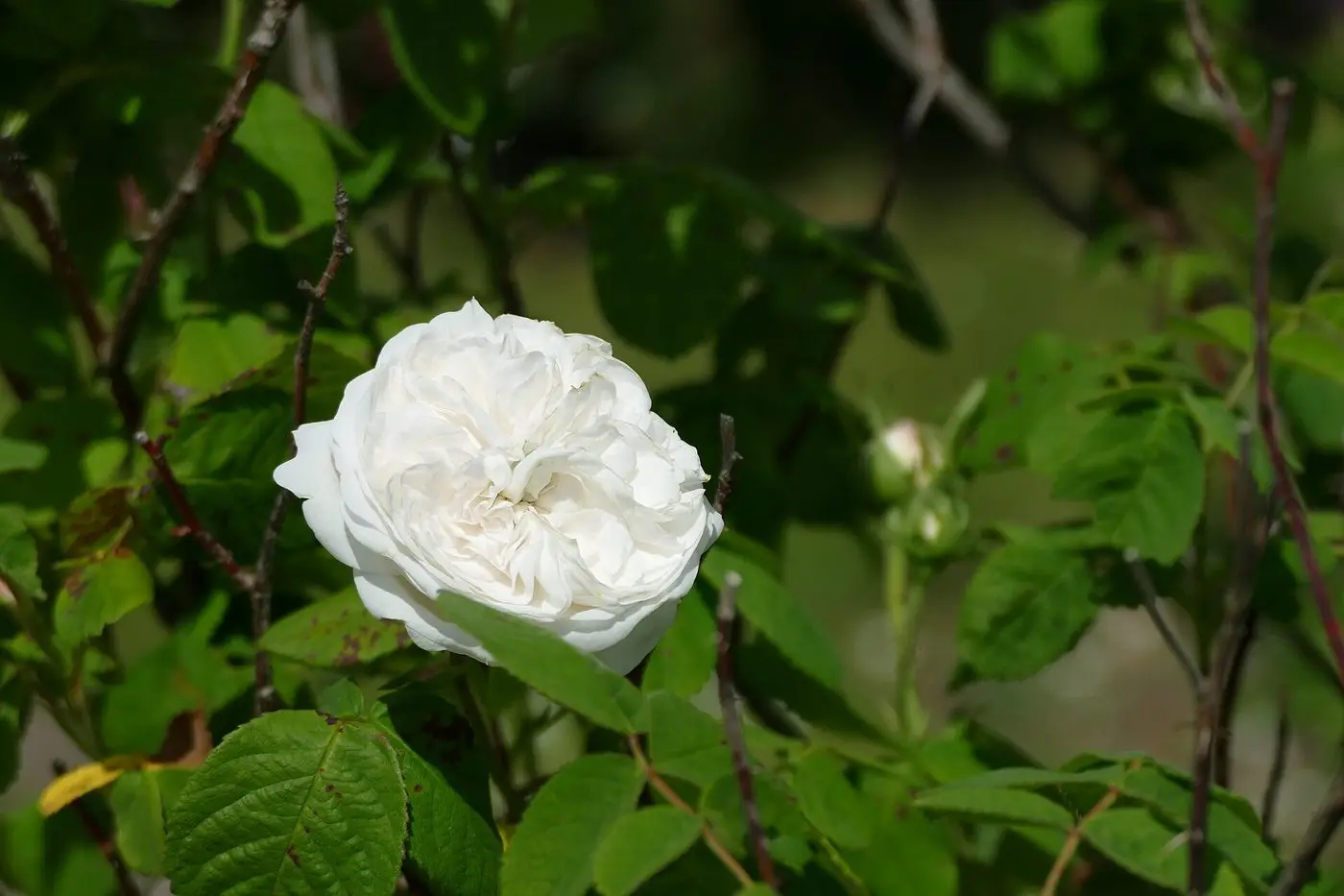 Damaszener-Rose 'Madame Hardy' im botanischen Garten München-Nymphenburg 03