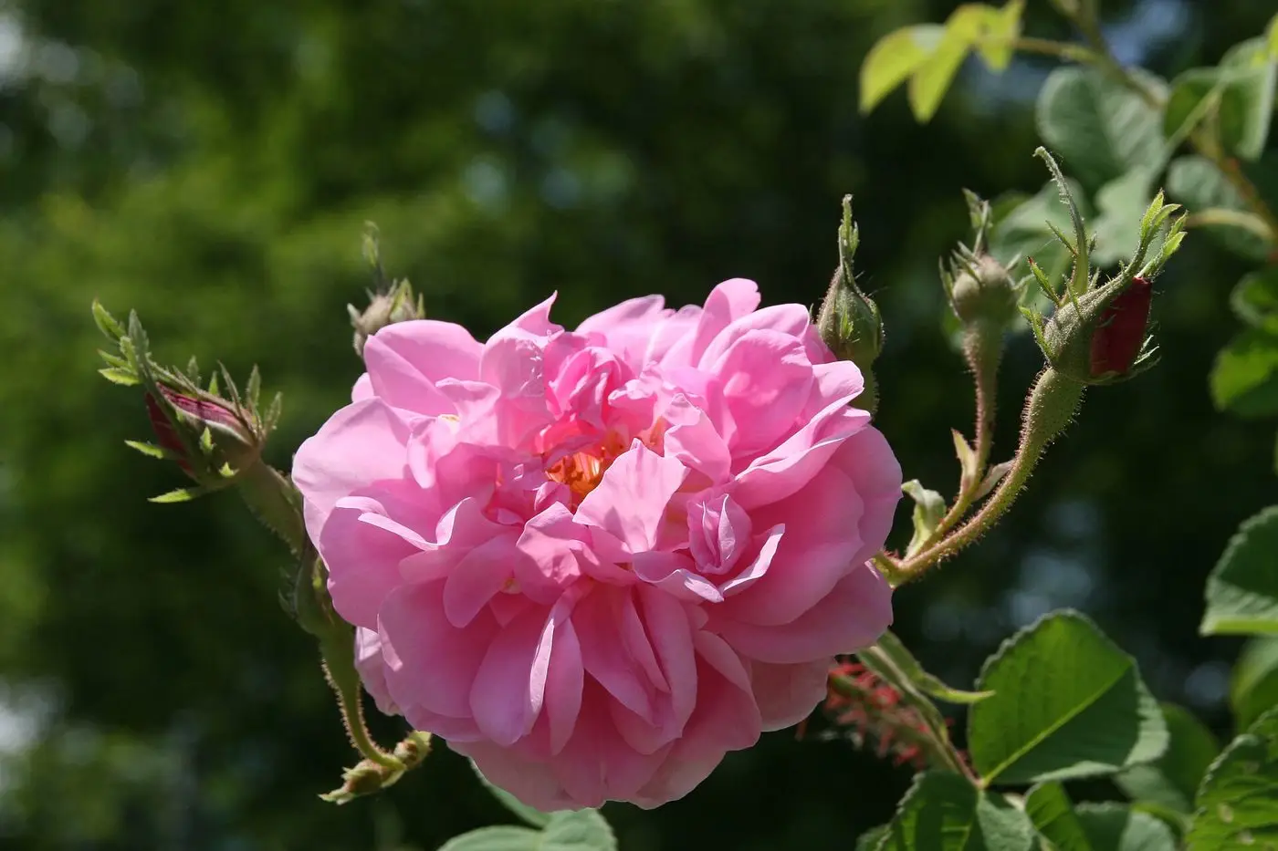 Rosa x damascena 1zz
