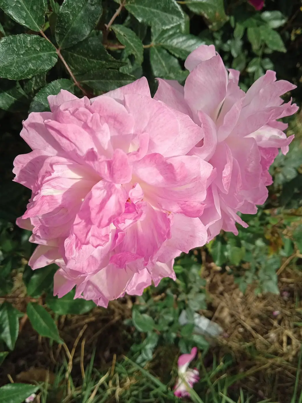 Rosa × damascena, Tlemcen - 20240506 084343