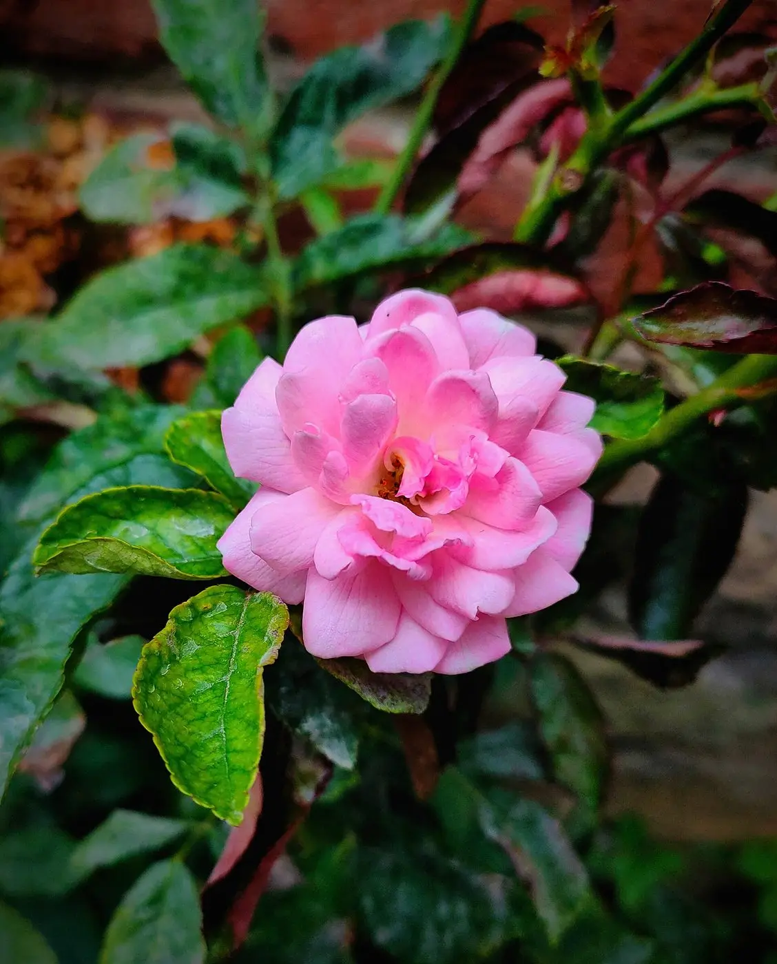 Damask rose in Kashmir