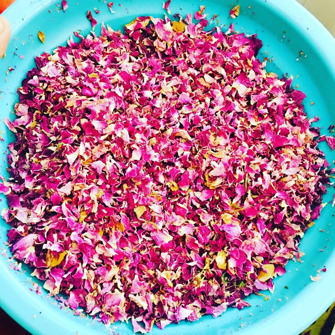 Rosa × damascena prepared for Jam by Mardetanha