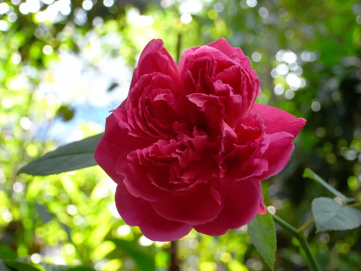 Damask rose in Rayong