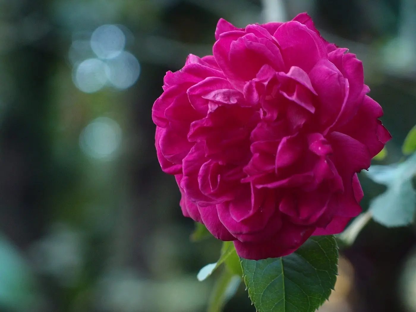 Damask rose 2