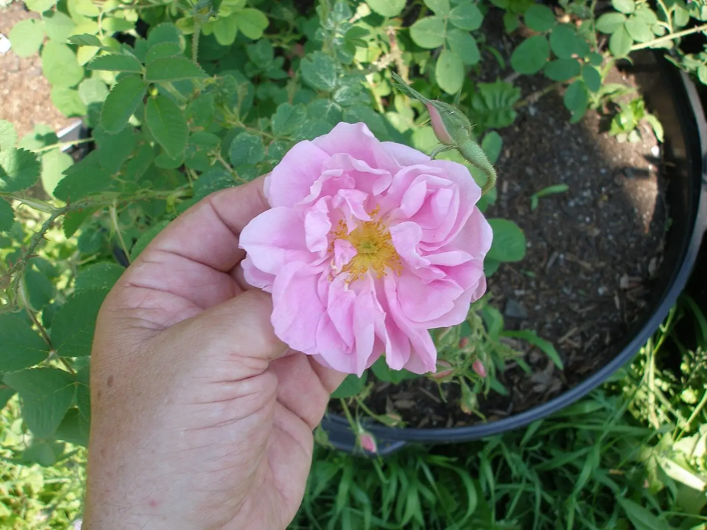Rosa damascena trigintipetala