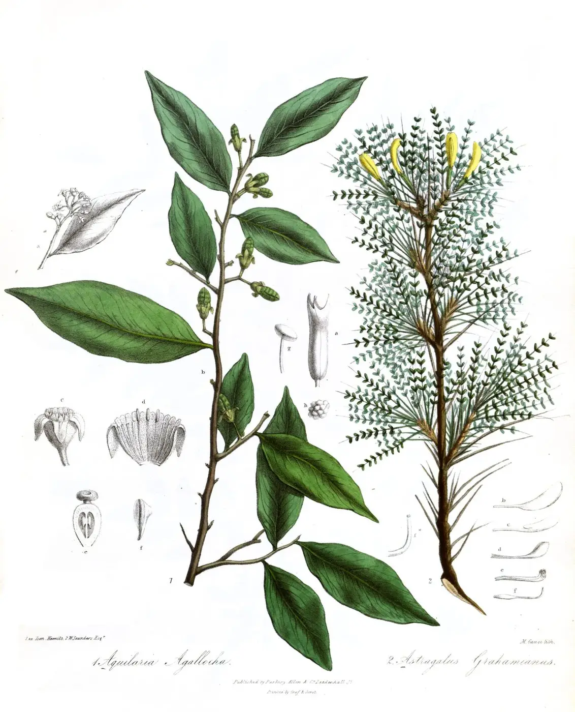 AquilariaAstragalusRoyle
