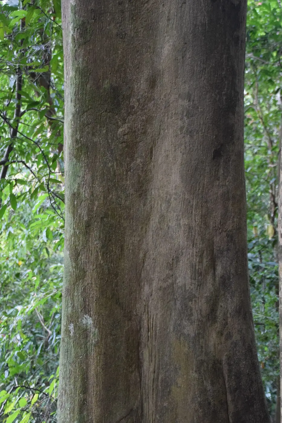 Aquilaria crassna in Mu Ko Lanta National Park