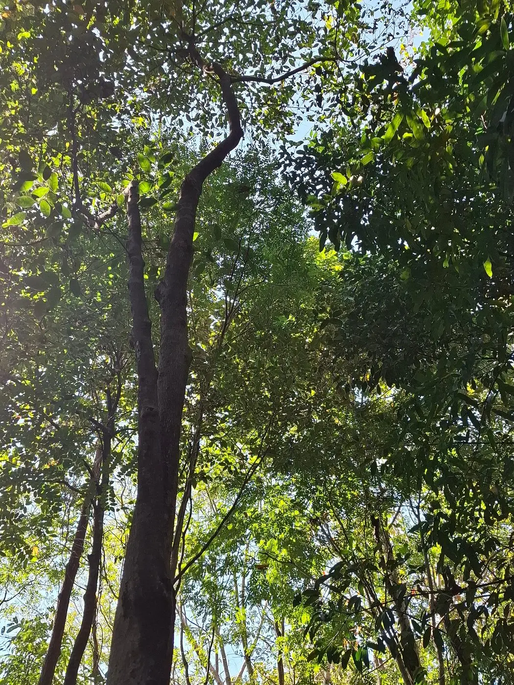 Aquilaria crassna 2 - Chiang Mai