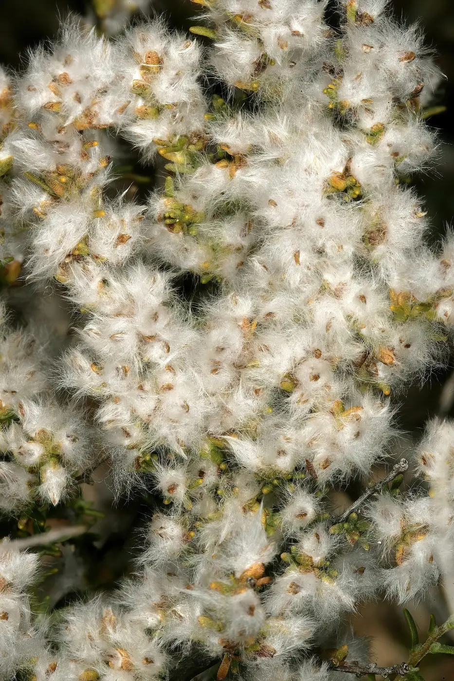 Eriocephalus microphyllus var. microphyllus 1DS-II 2-3118