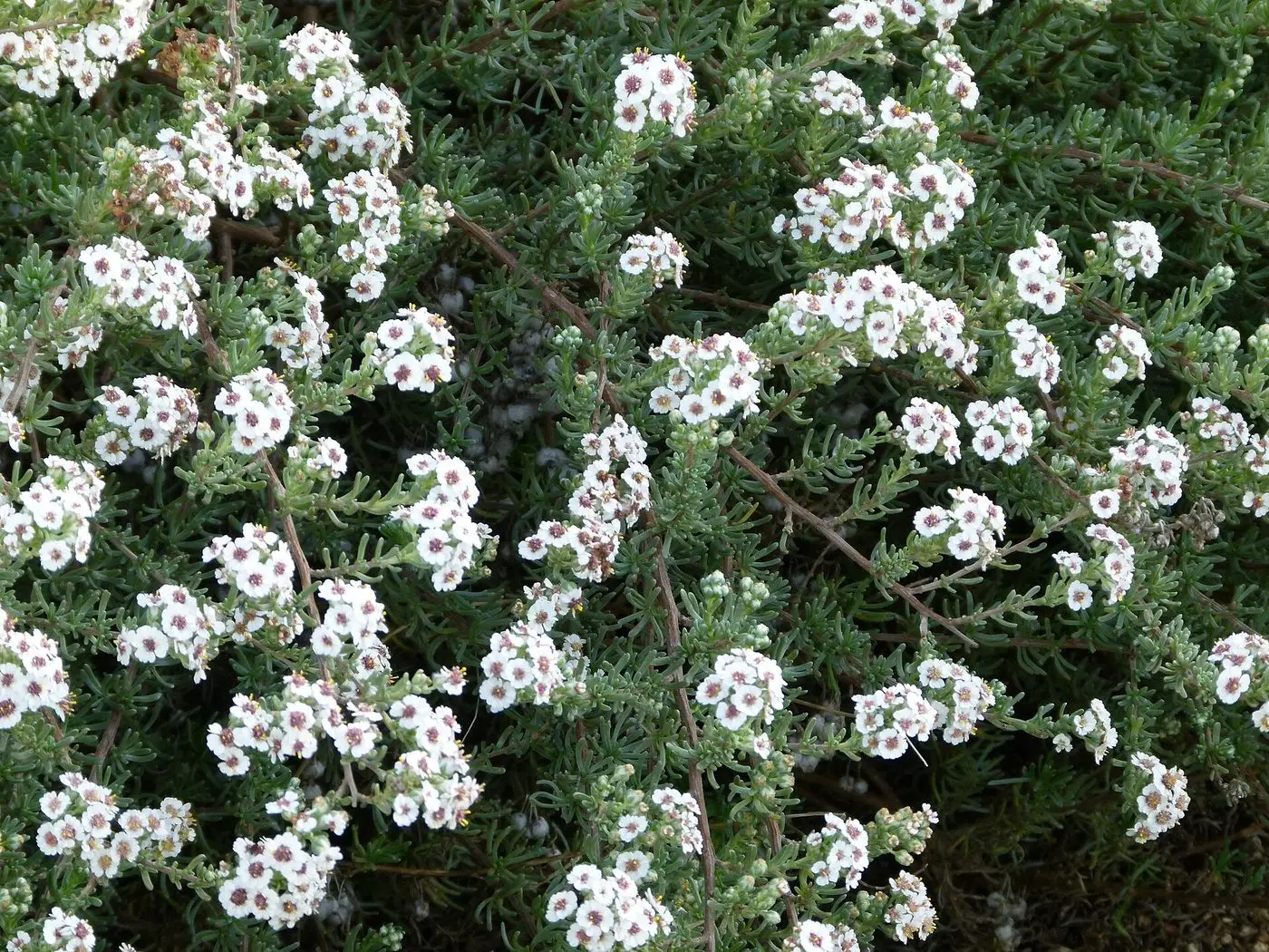 Eriocephalus africanus