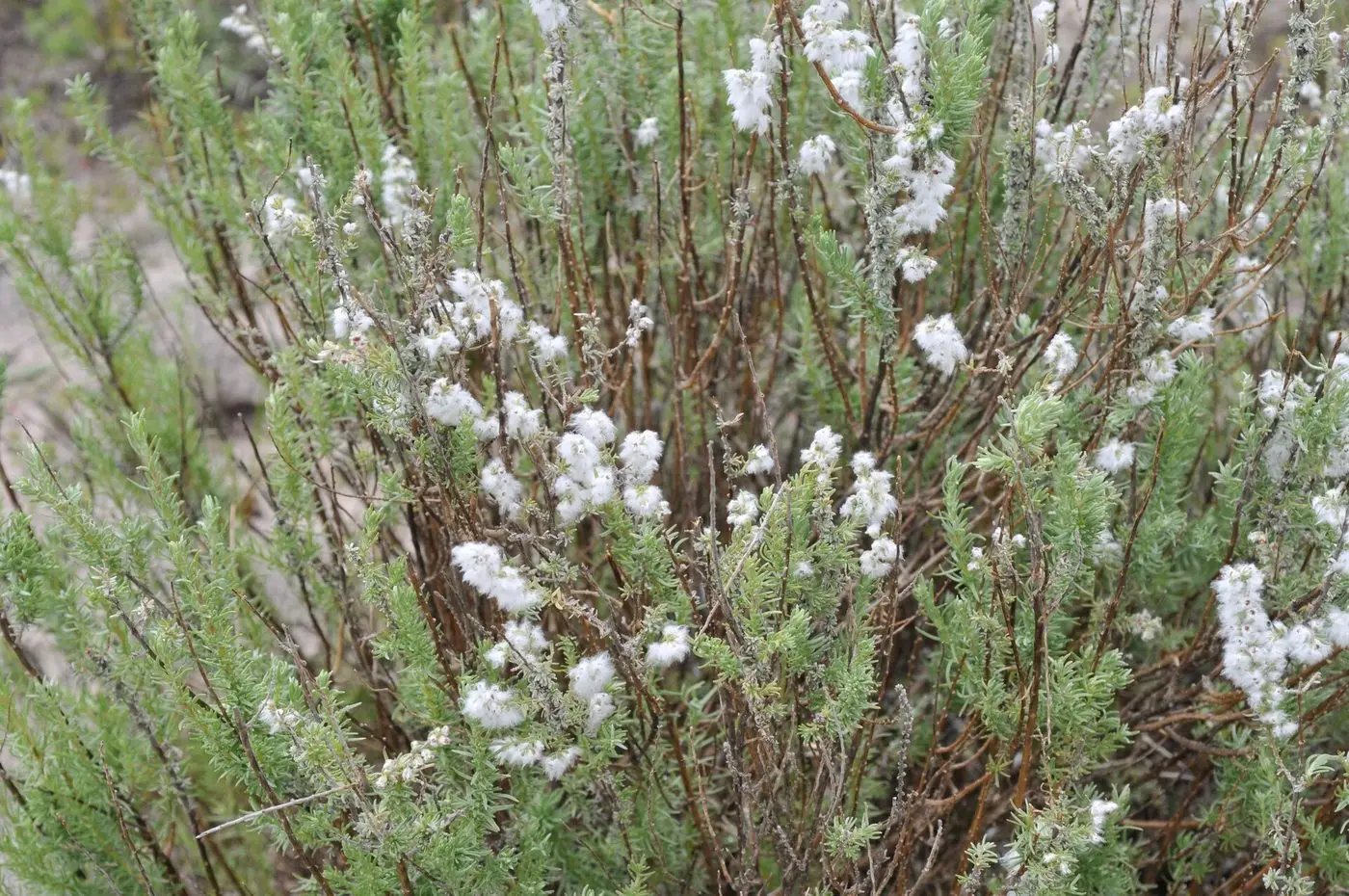 Eriocephalus racemosus 21841323