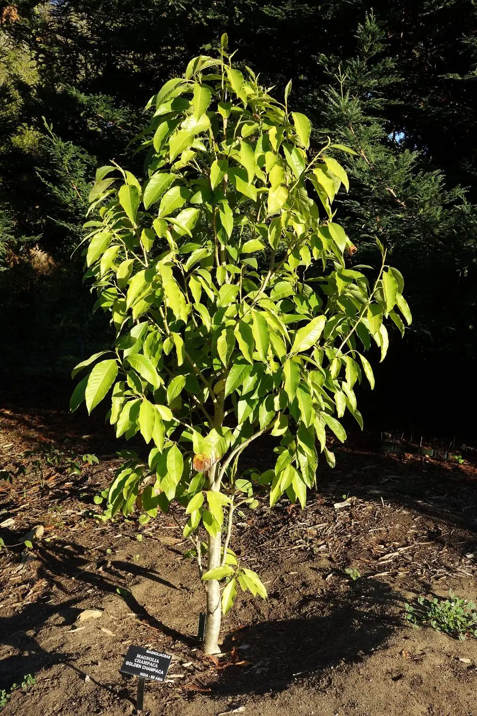 Magnolia champaca - San Francisco Botanical Garden - DSC00088