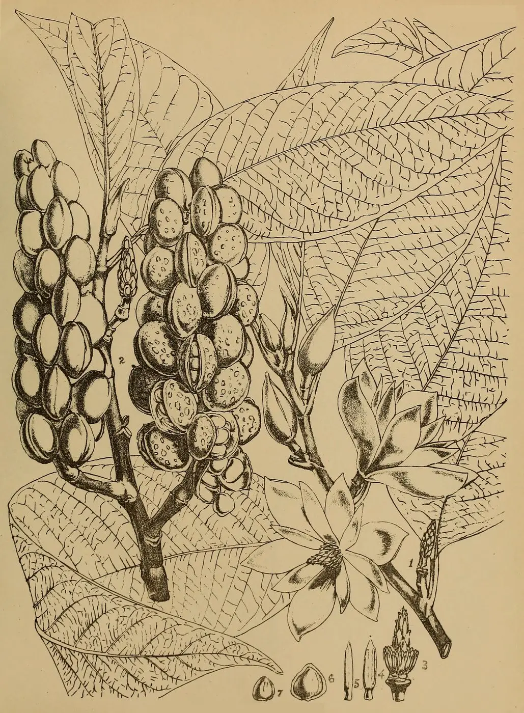 Indian Medicinal Plants - Plate 26 - Michelia champaca