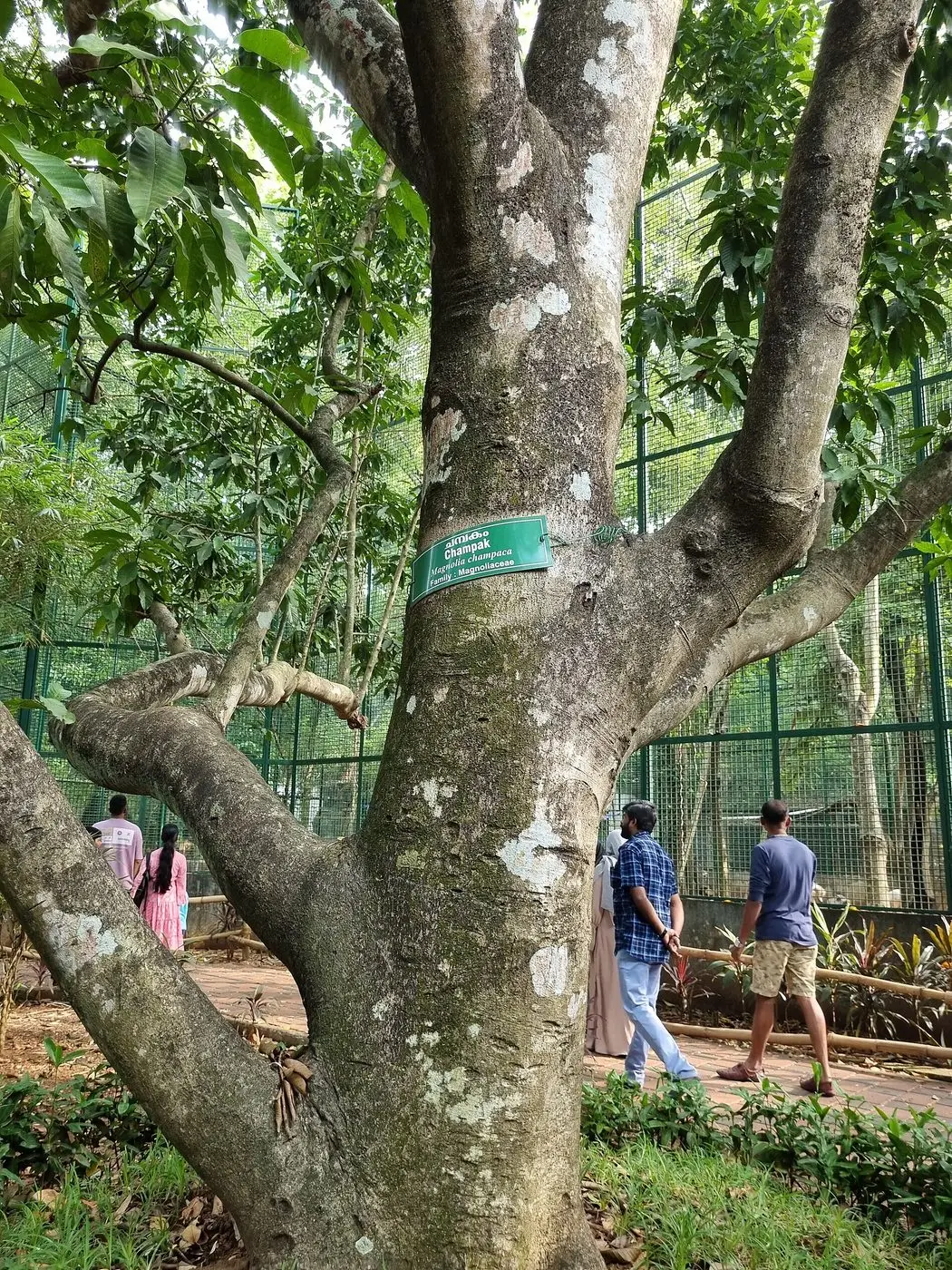 Magnolia champaca 01
