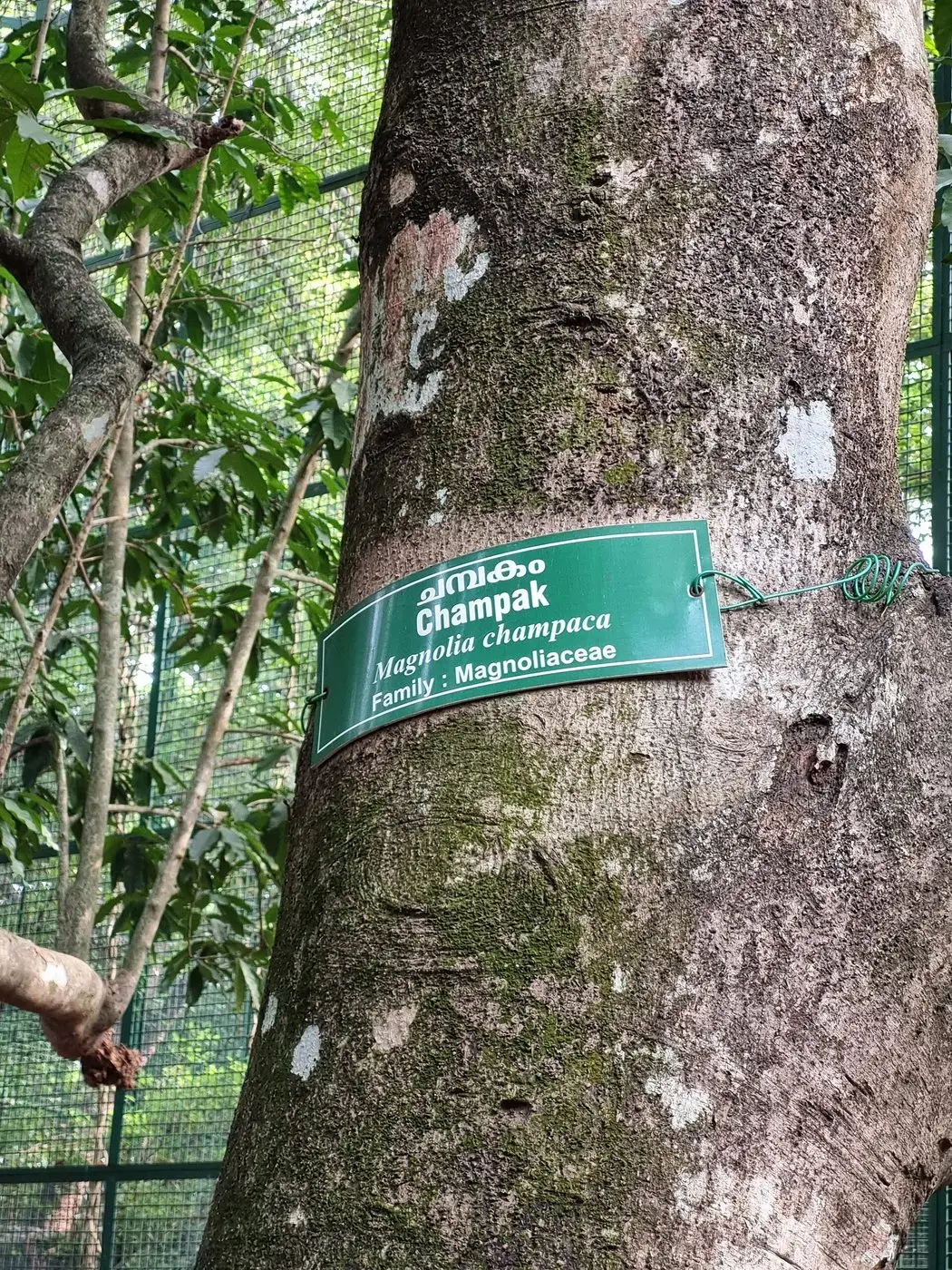 Magnolia champaca 02