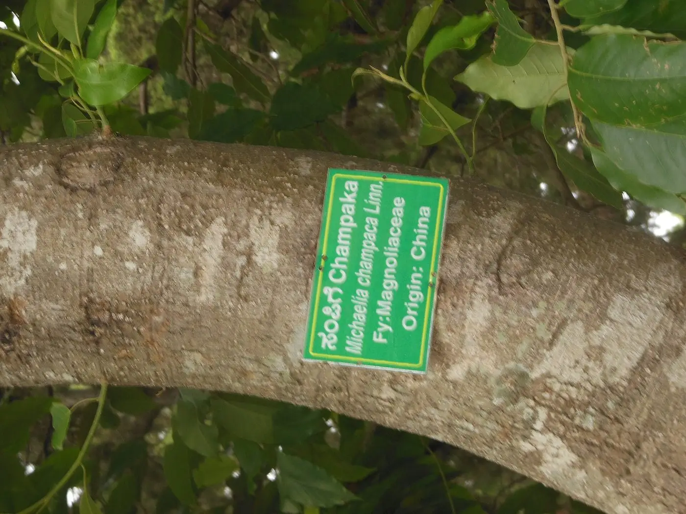 Indian mane of the tree is CHAMPAKA .Photo in LALBAGH BOTANICAL AND ZOOLOGICAL GARDEN , BANGALORE , INDIA