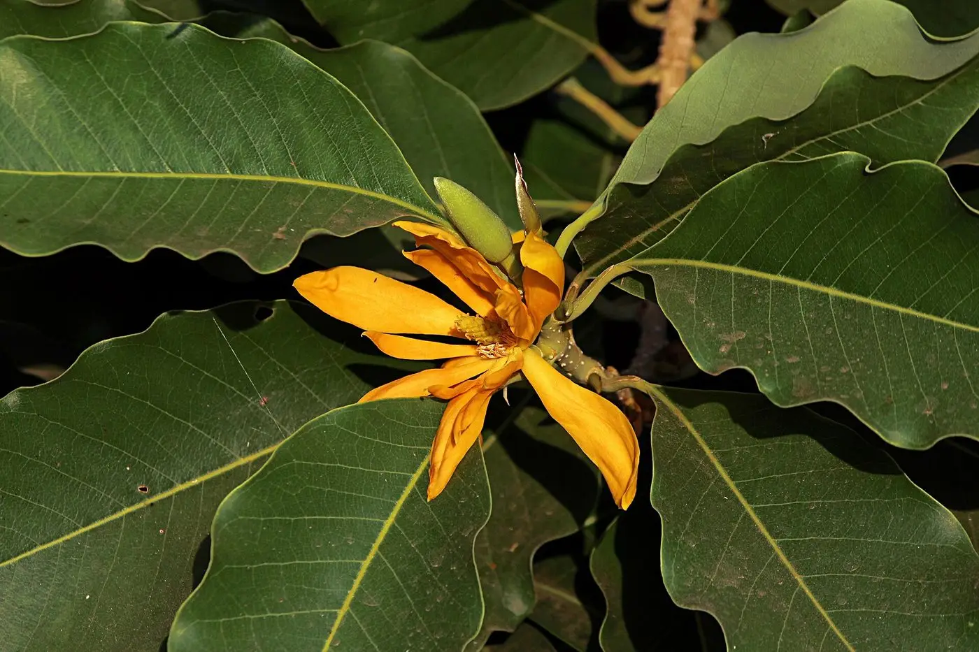 Magnolia champaca flowers from Villupuram dt IMG 3897