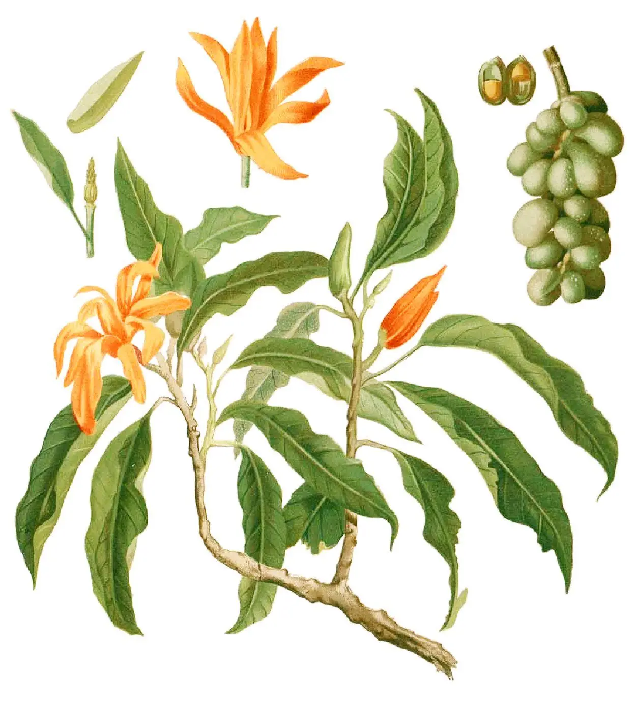 Michelia champaca Blanco1.191-cropped