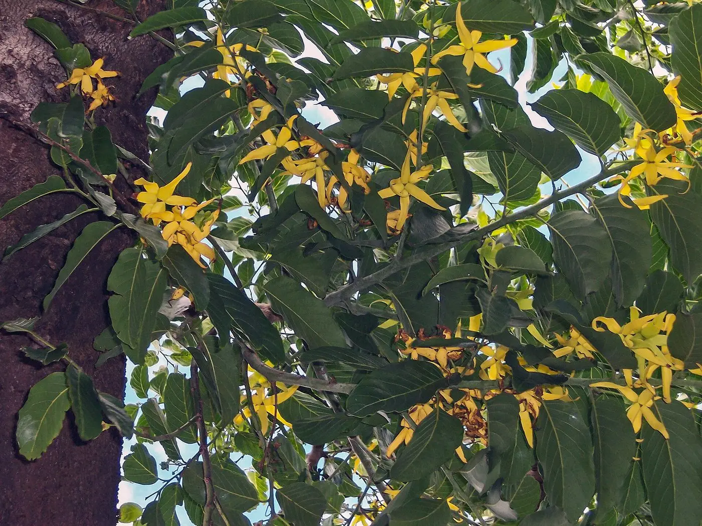 Cananga odorata flowers