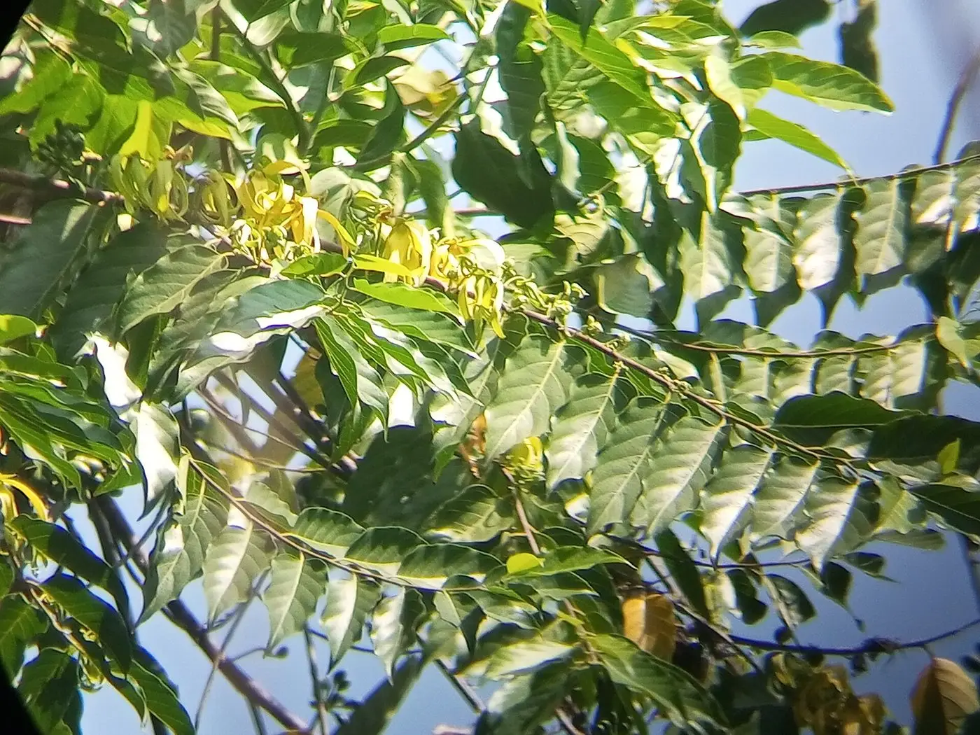 Cananga odorata 2