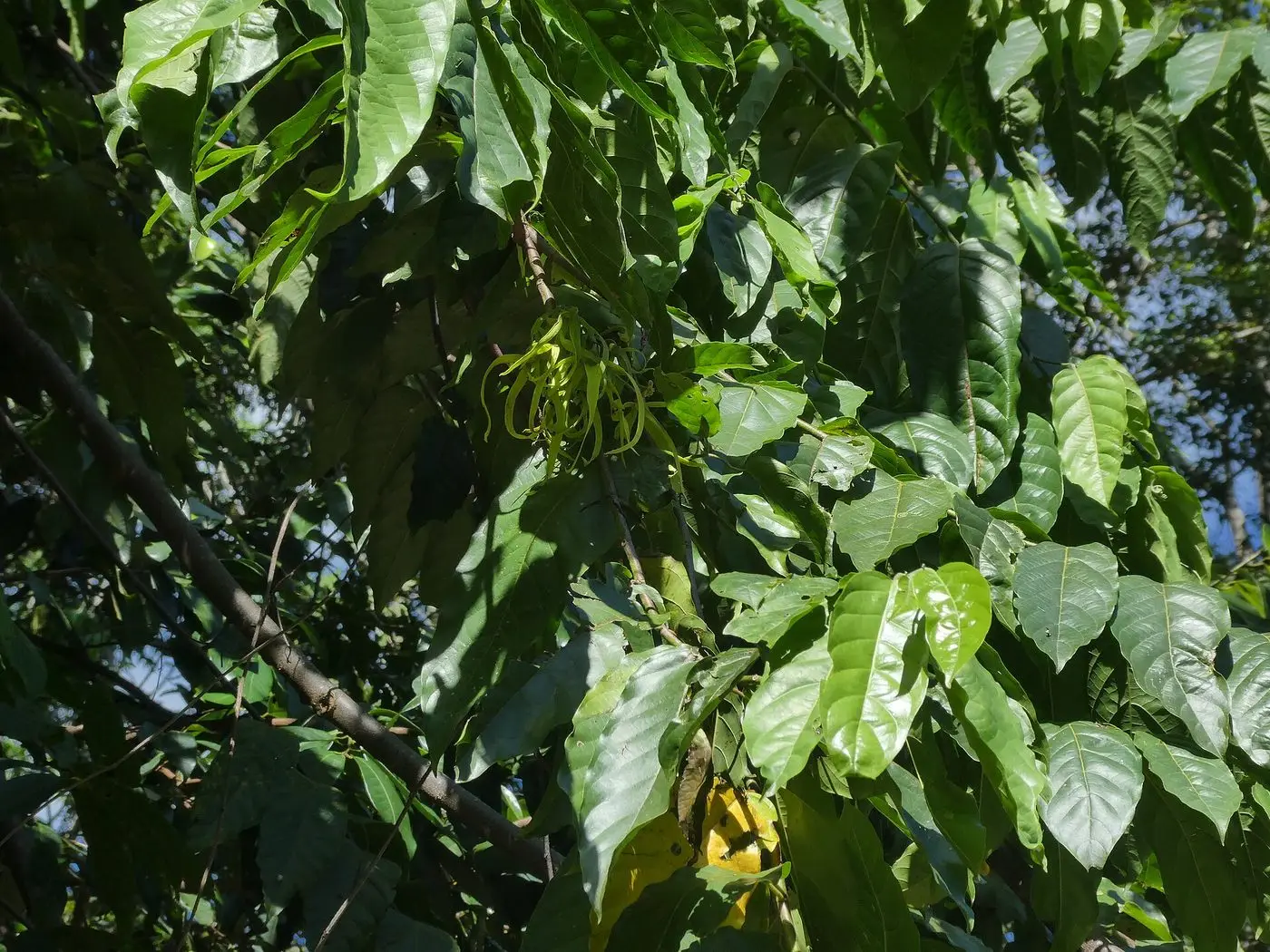 Cananga-odorata-SF23025-01