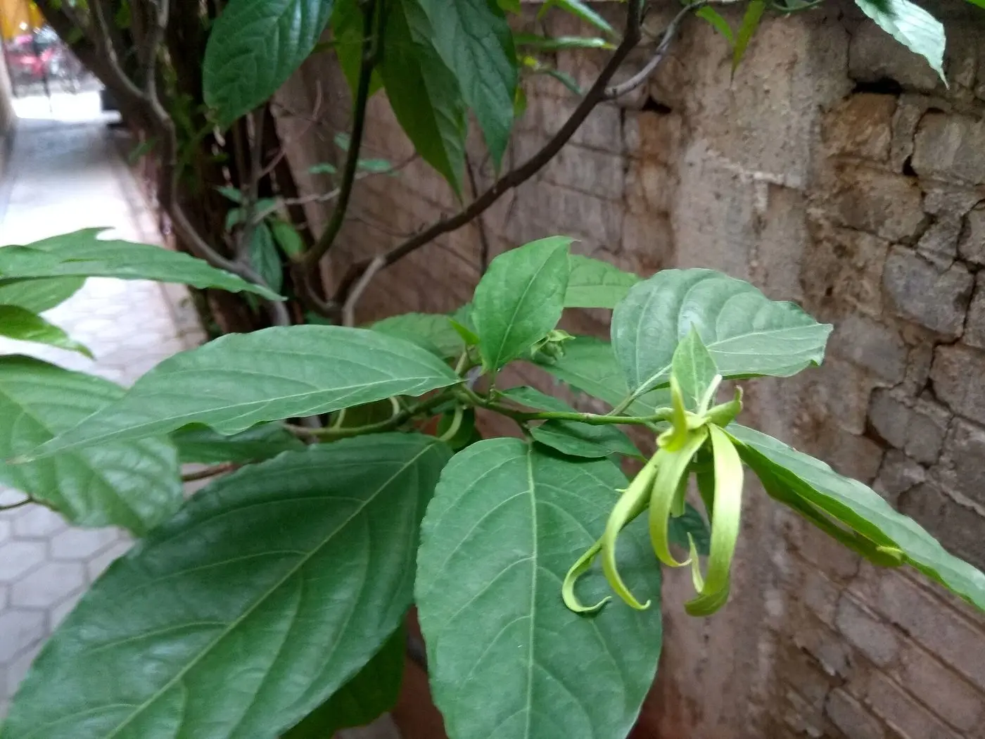 Bioactivities of Cananga odorata (Ylang-Ylang)