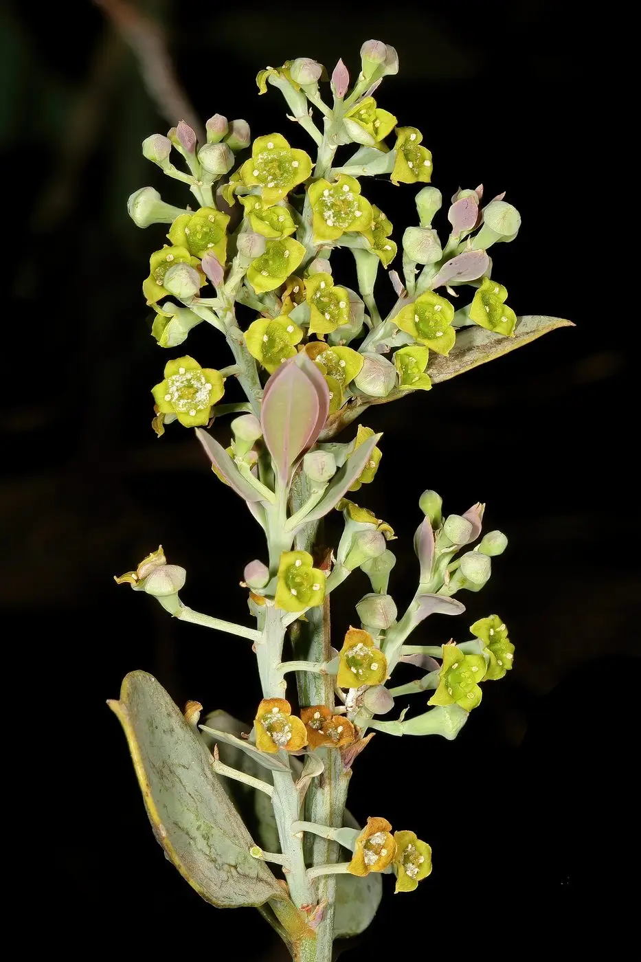 Osyris lanceolata 1DS-II 0803
