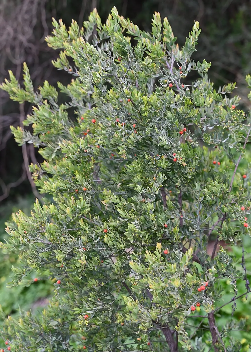 Osyris lanceolata kz01