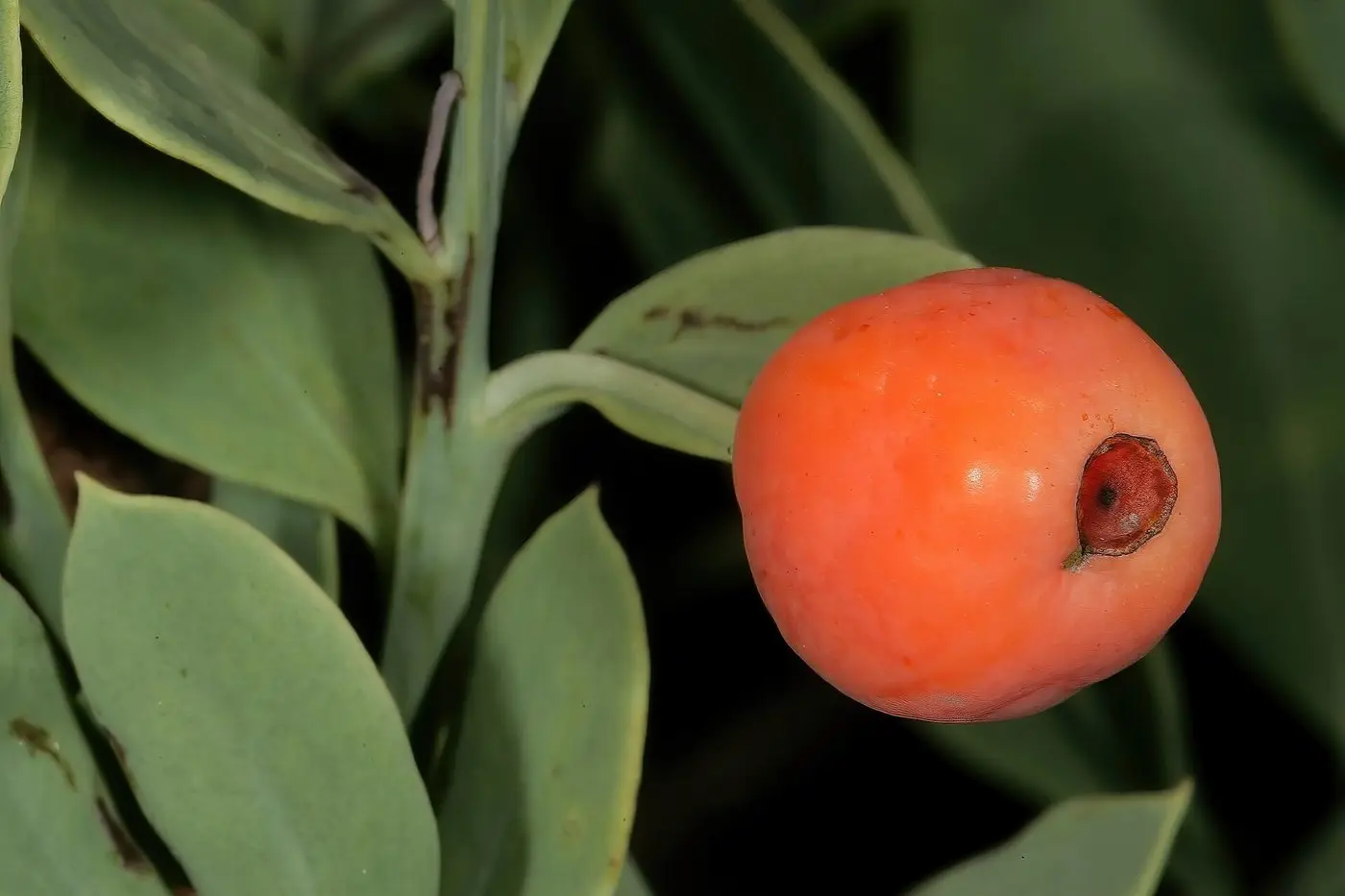 Osyris lanceolata 1DS-II 3-3817