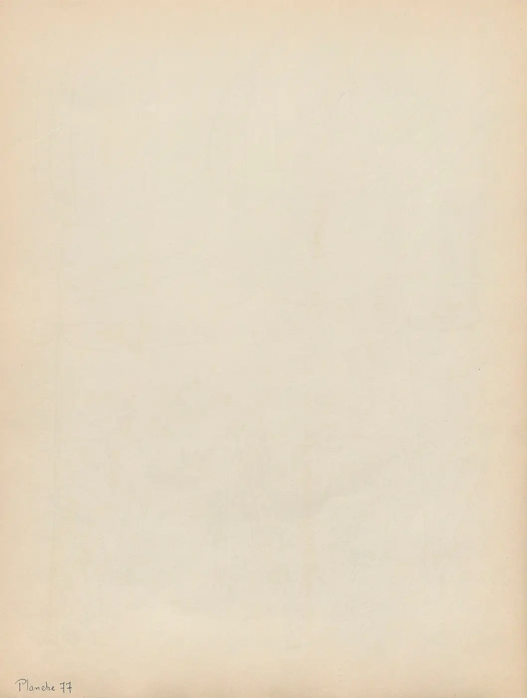 Boswellia dalzielii, Boswellia odorata, Boswellia papyrifera - J. Adam - btv1b10125440f (1 of 2)