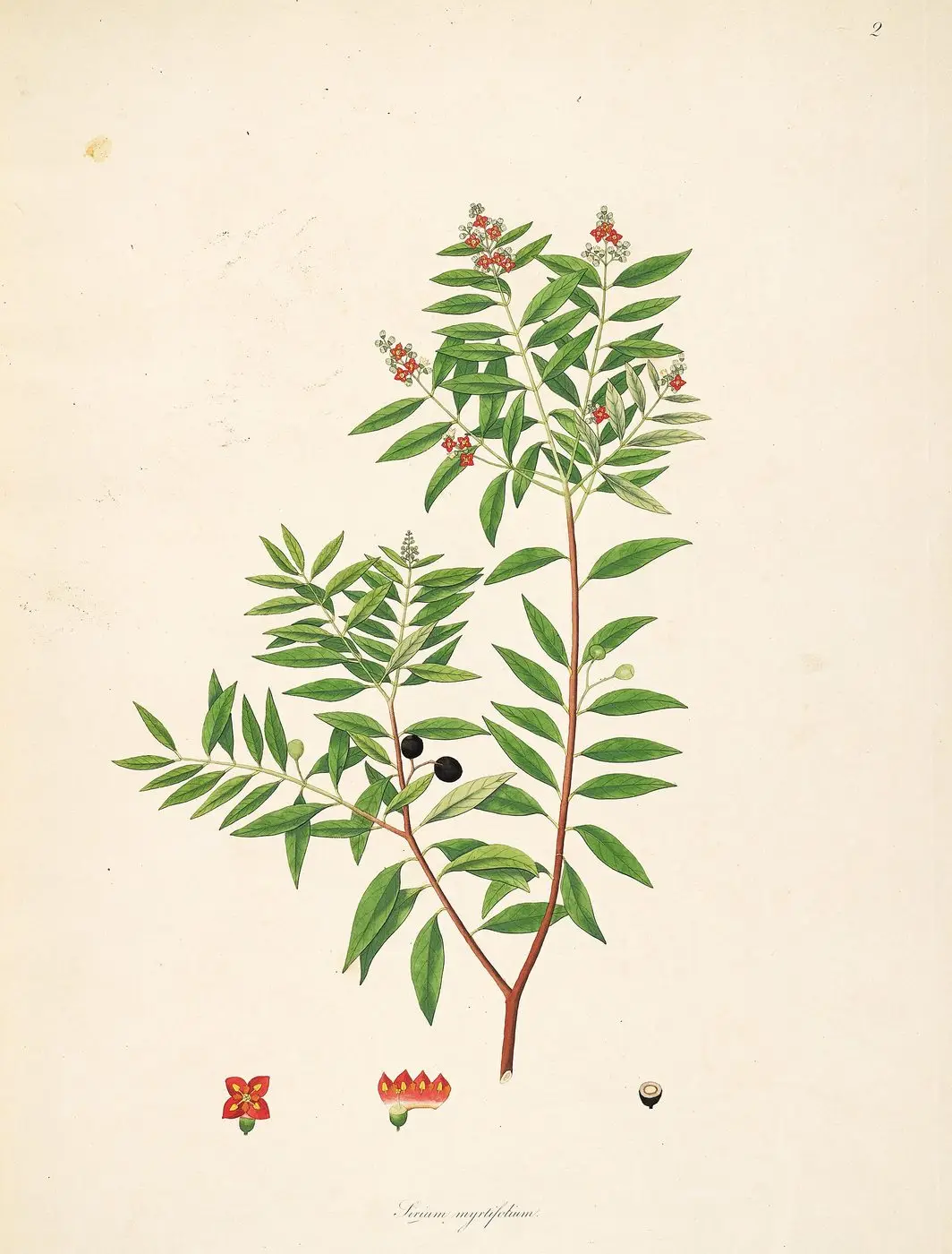 Sirium myrtifolium CoromandelCoast 1-002
