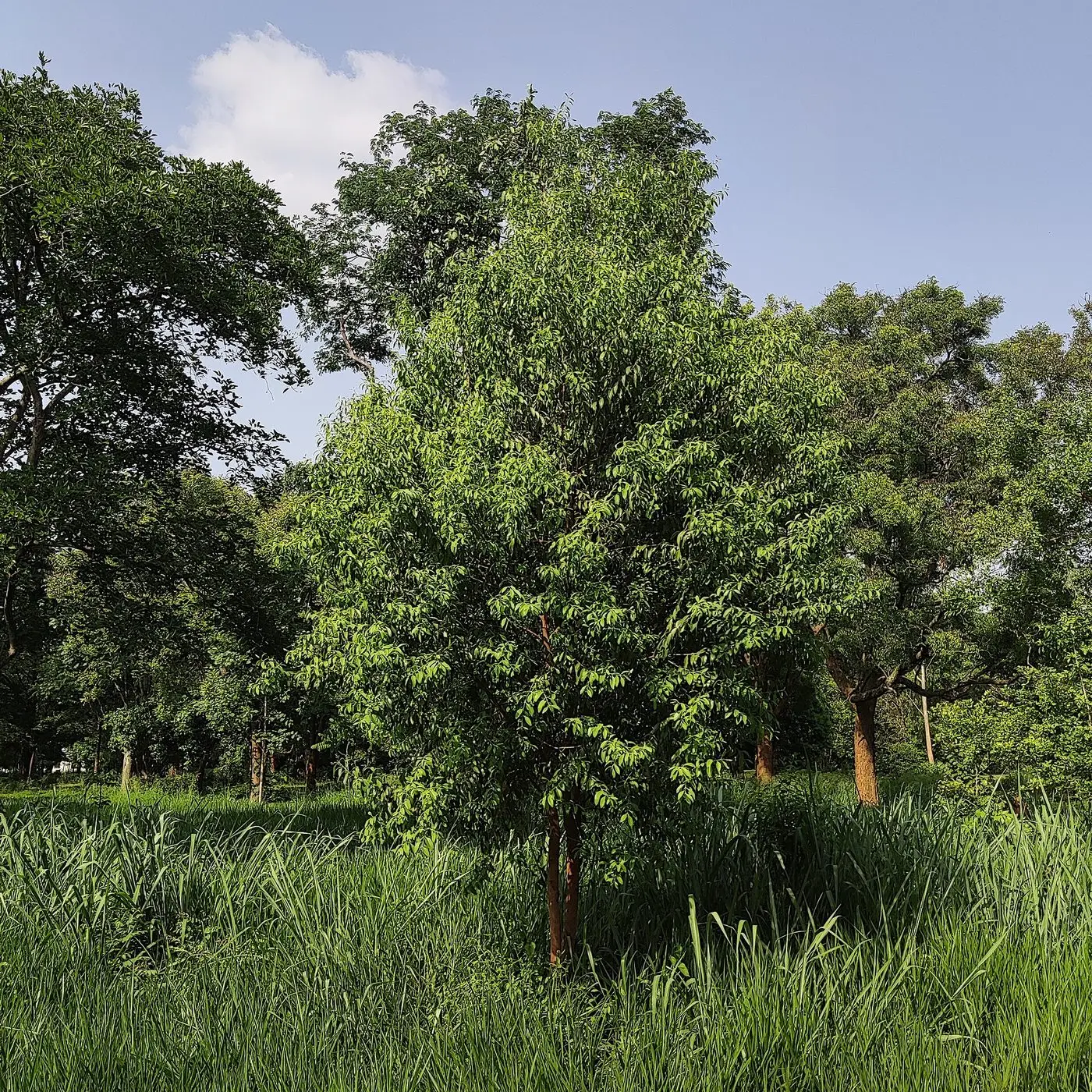 Santalum album