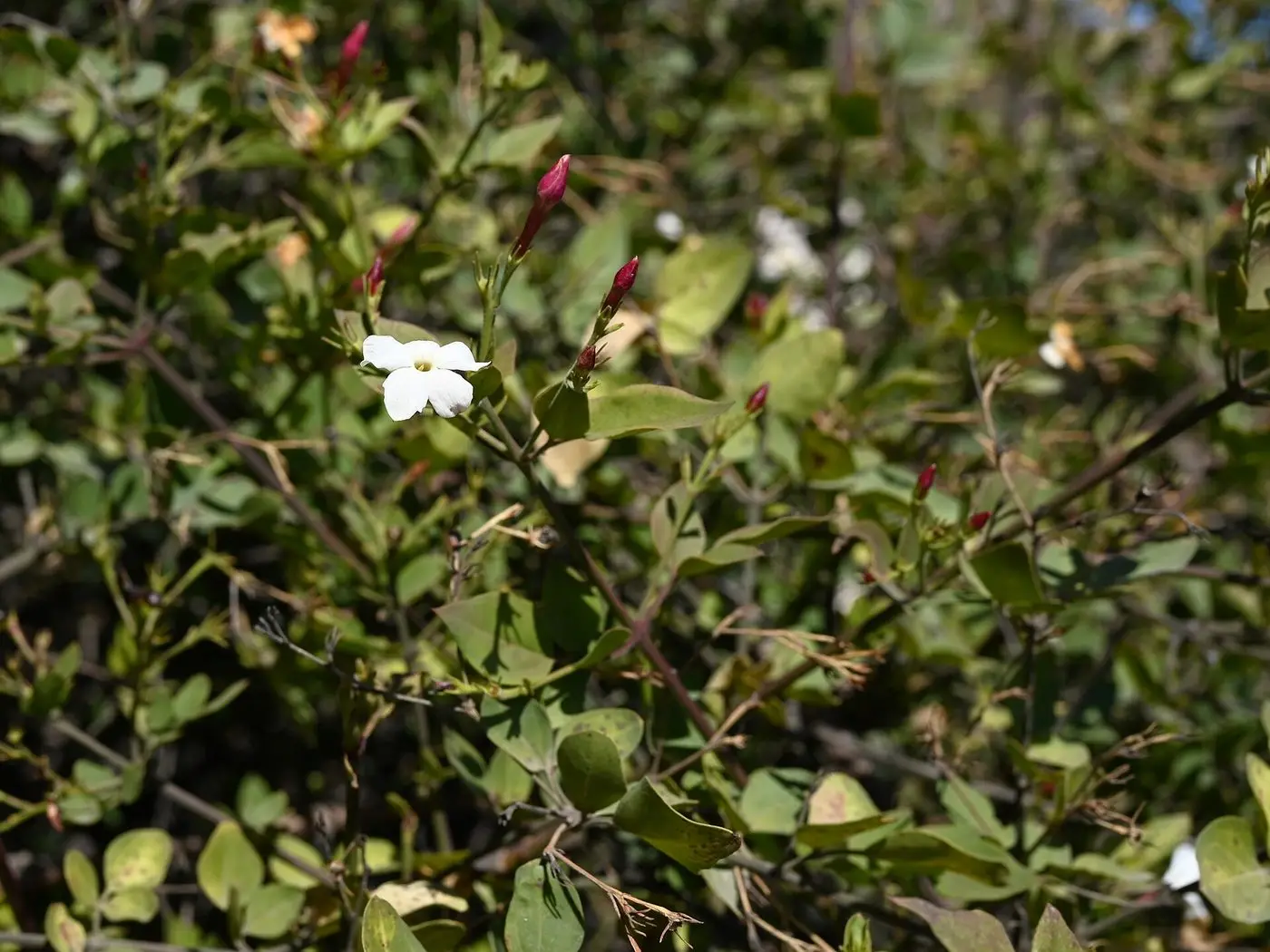 Jasminum grandiflorum kz01