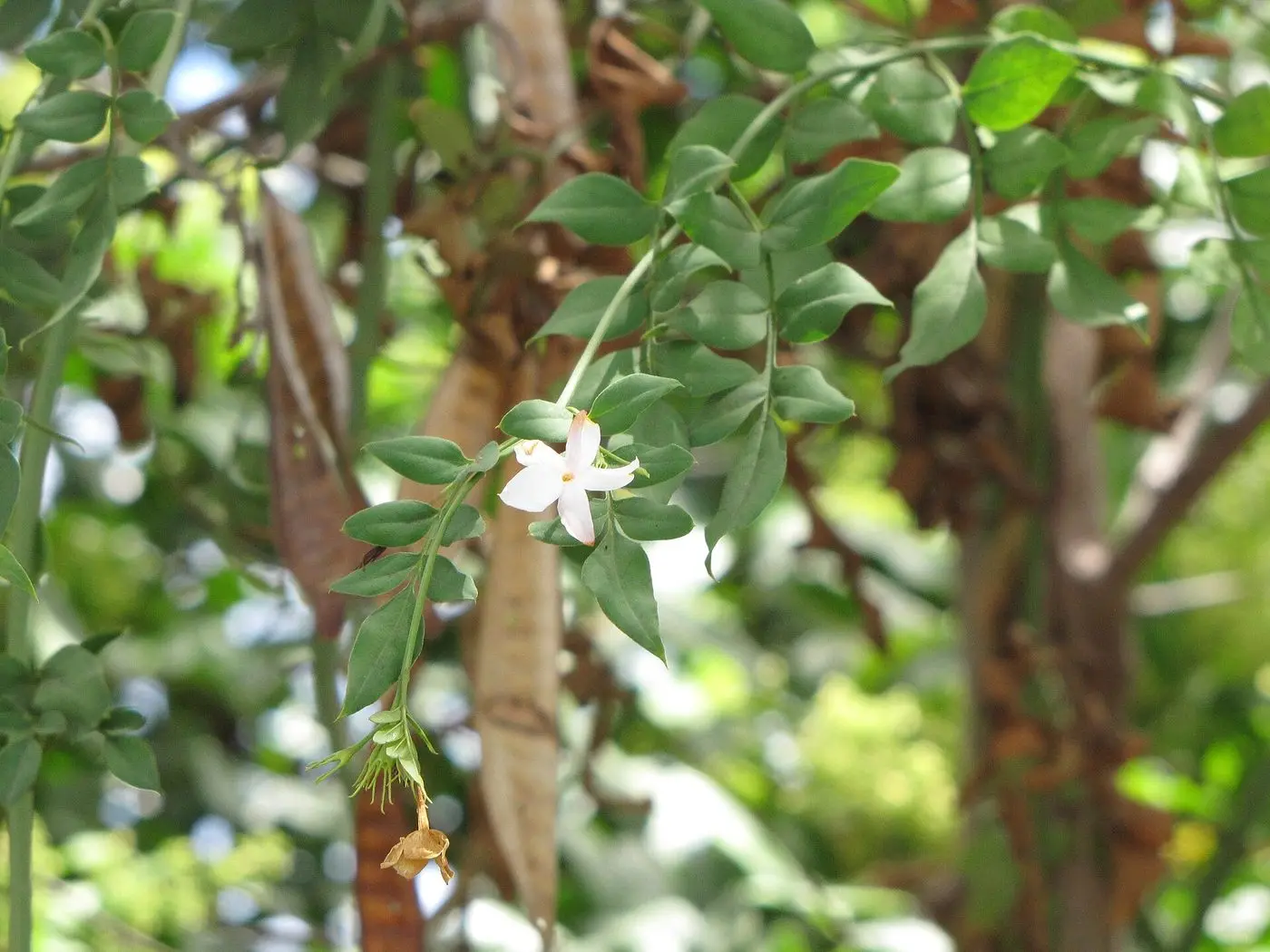 Jasminum grandiflorum
