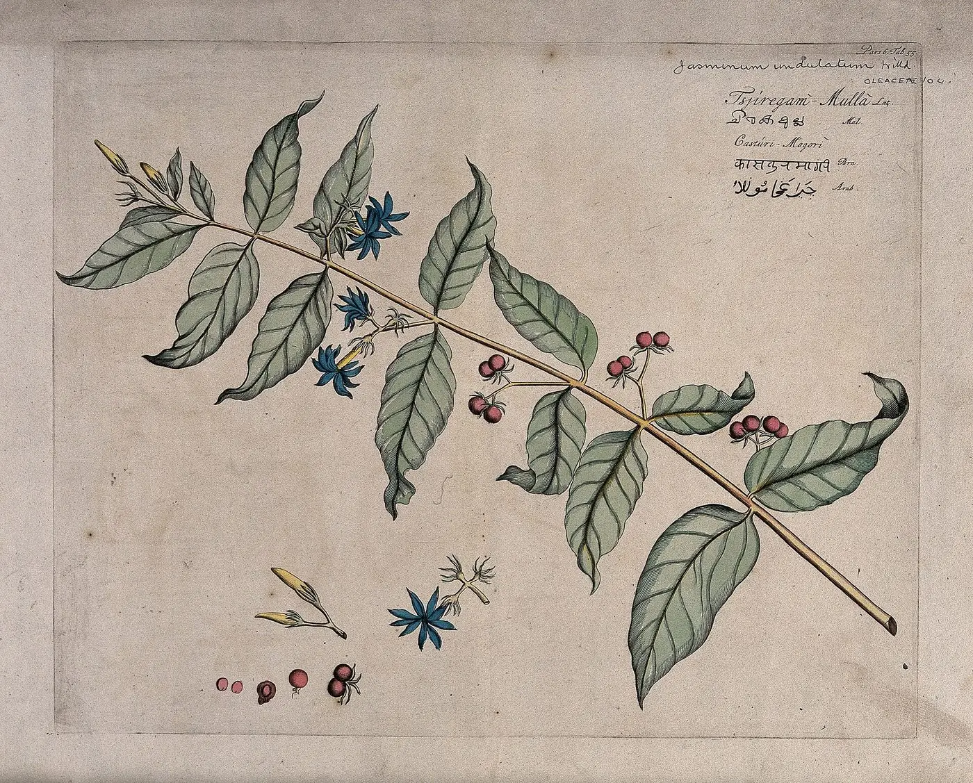 Jasmine (Jasminum undulatum Willd.); branch with flowers and Wellcome V0042676