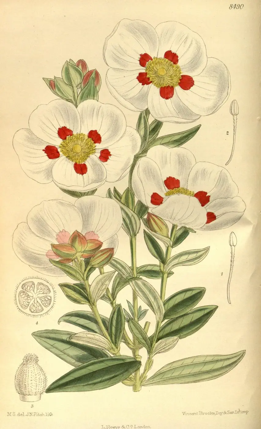 Labdanum Resinoid — reference photograph