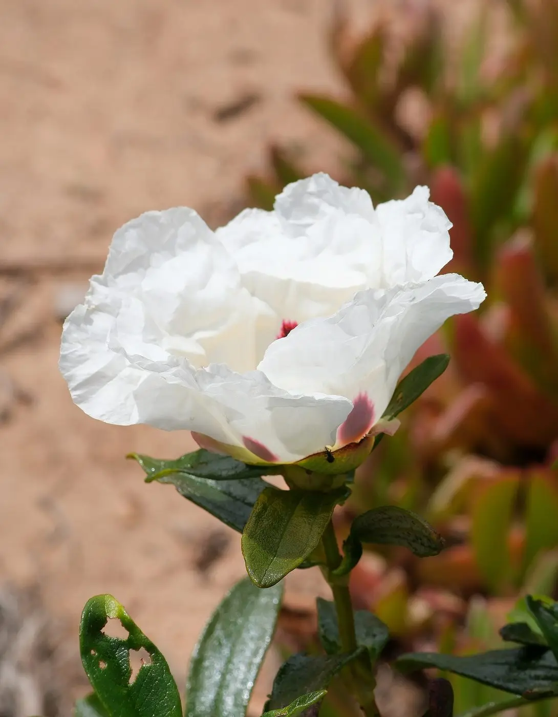 Cistus April 2026-2