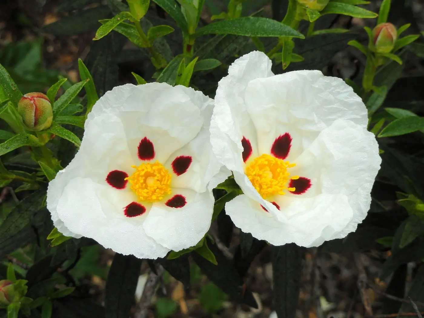 Cistus ladanifer - University of California Botanical Garden - DSC08907