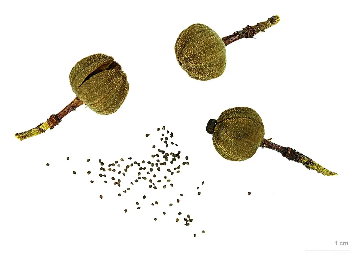 Cistus ladanifer MHNT.BOT.2012.10.15