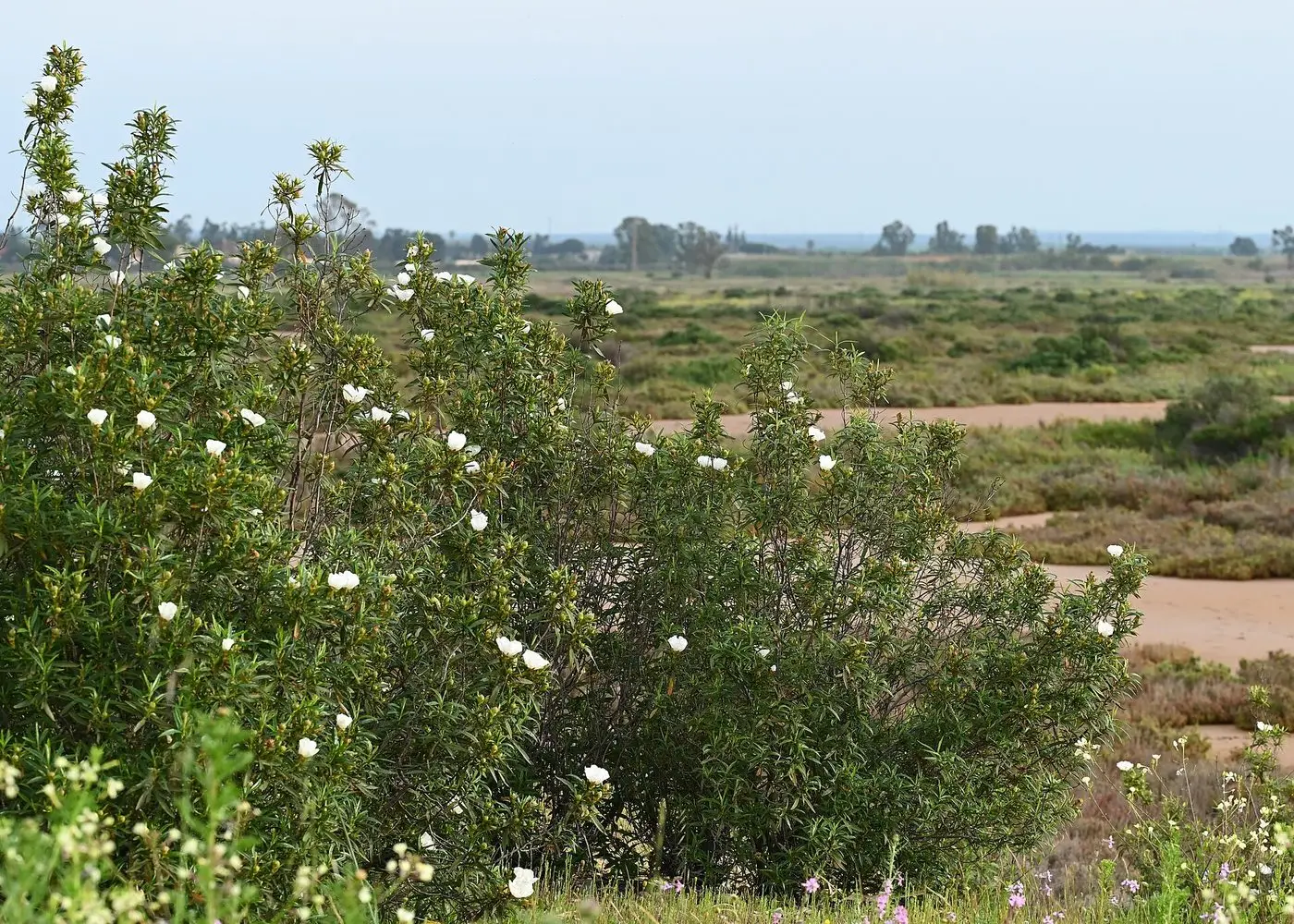 Cistus ladanifer kz26