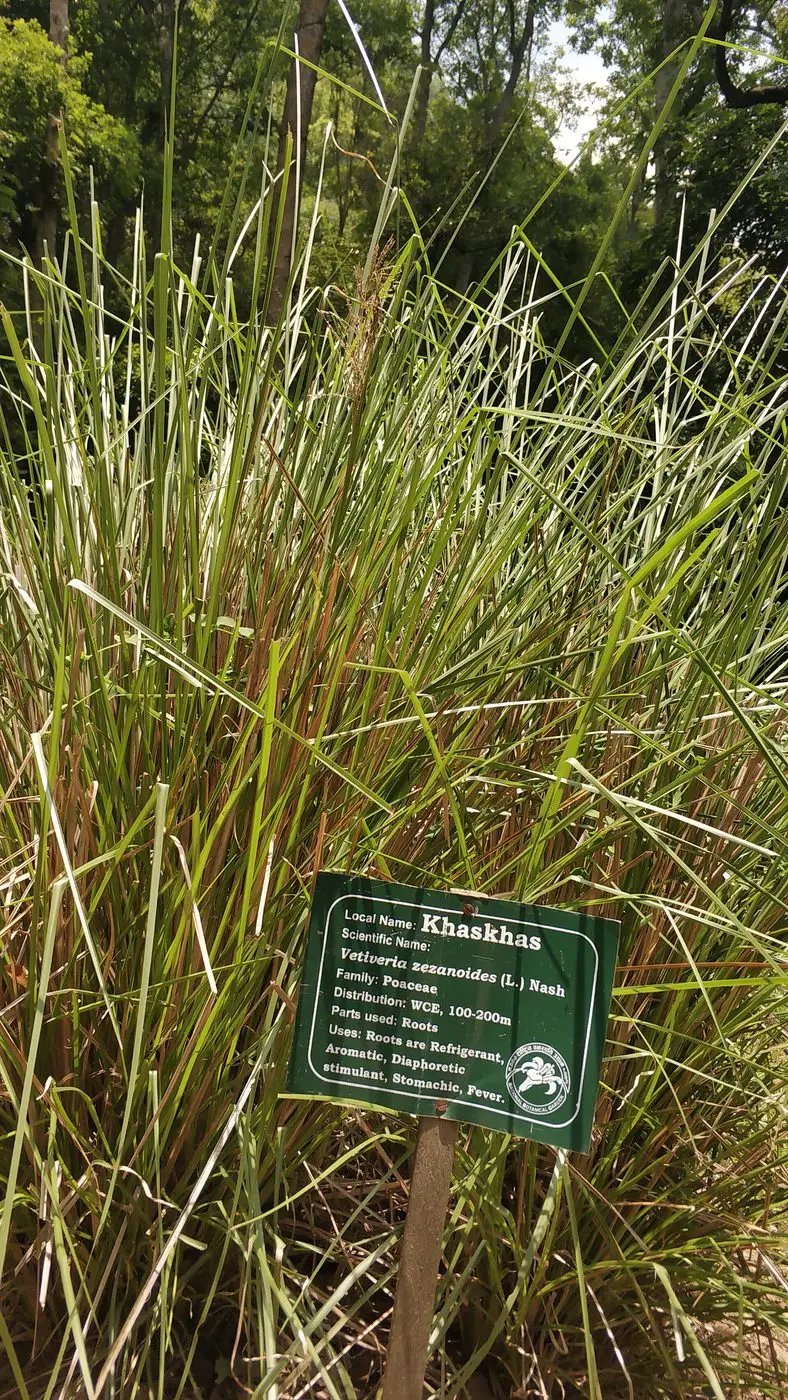 Madagascar Vetiver Oil — reference photograph