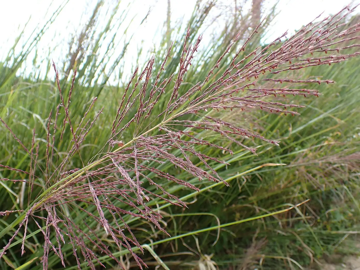 Chrysopogon zizanioides flower in Higashi Village, Okinawa