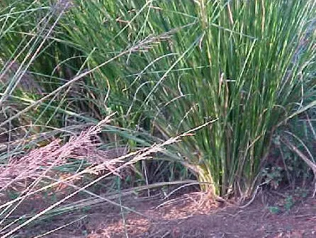 Vetiveria zizanioides0