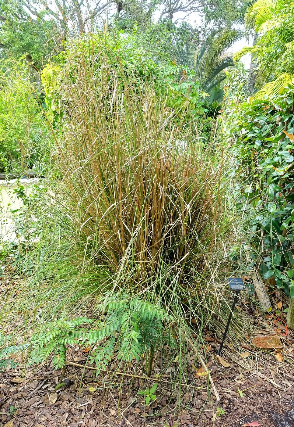 Chrysopogon zizanioides - Mounts Botanical Garden - Palm Beach County, Florida - DSC03678