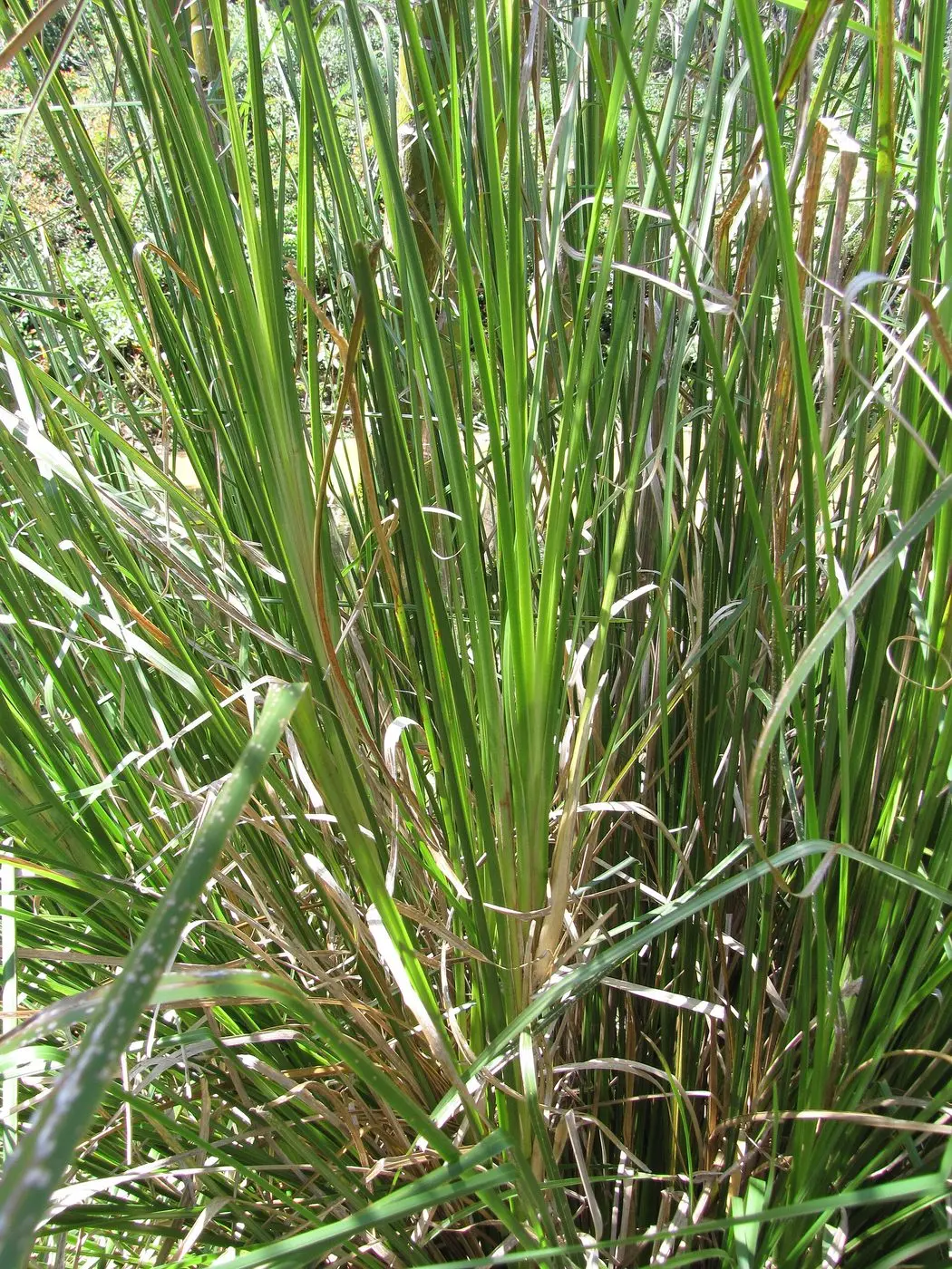 Chrysopogon zizanioides-leaves-Garden of Eden Keanae