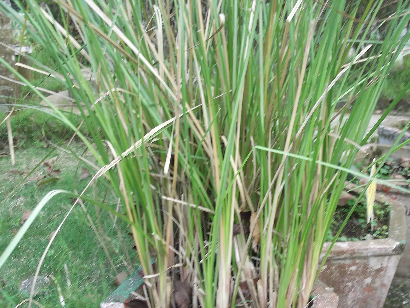 Vetiveria zizanioides-BSI-yercaud-salem-India