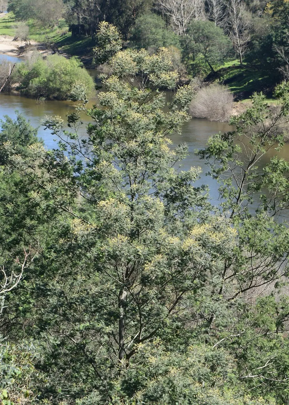 Mimosa Absolute — reference photograph