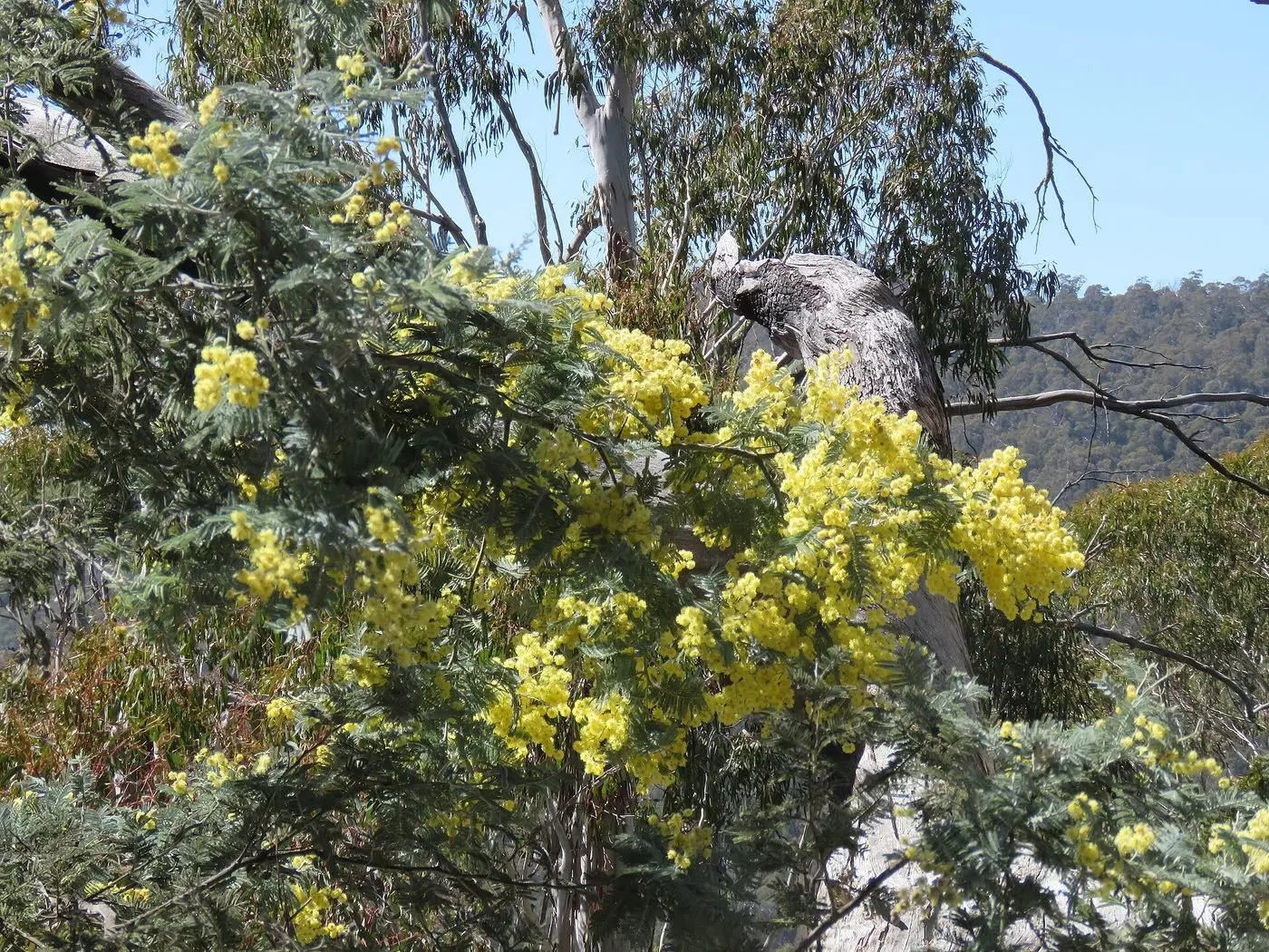 Acacia dealbata (37540484220)
